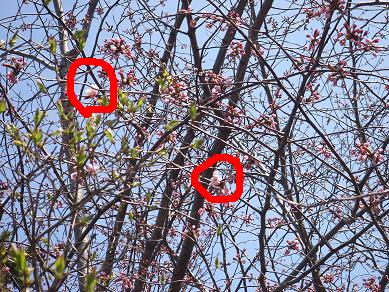 エゾヤマザクラ