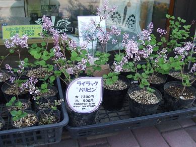 ライラック苗木（パリビン）