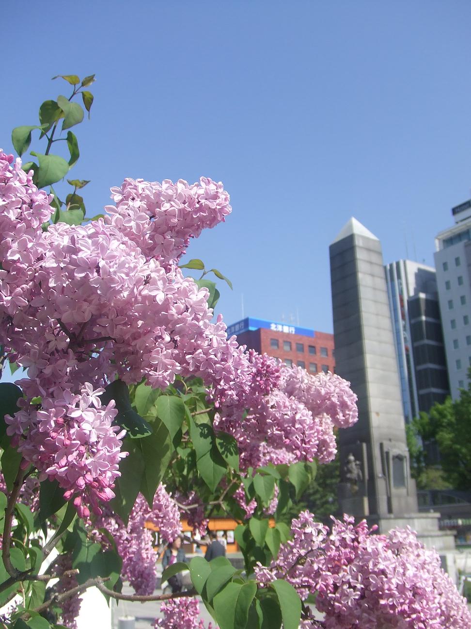 今日のライラック（西５丁目）