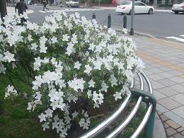 リュウキュウツツジ