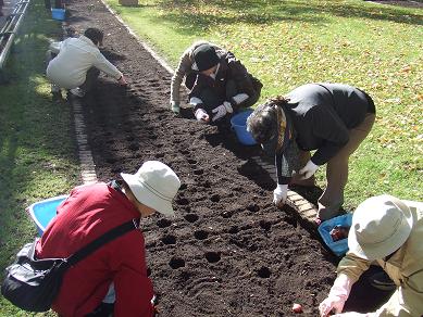 球根植え
