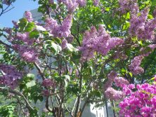 インフォメーションセンターの横に咲くライラック