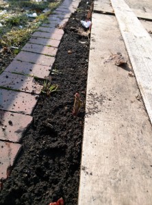 チューリップの芽