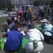 バラの苗を植え替え