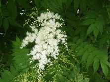 ホサキナナカマド花全体