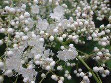 ホサキナナカマド接写