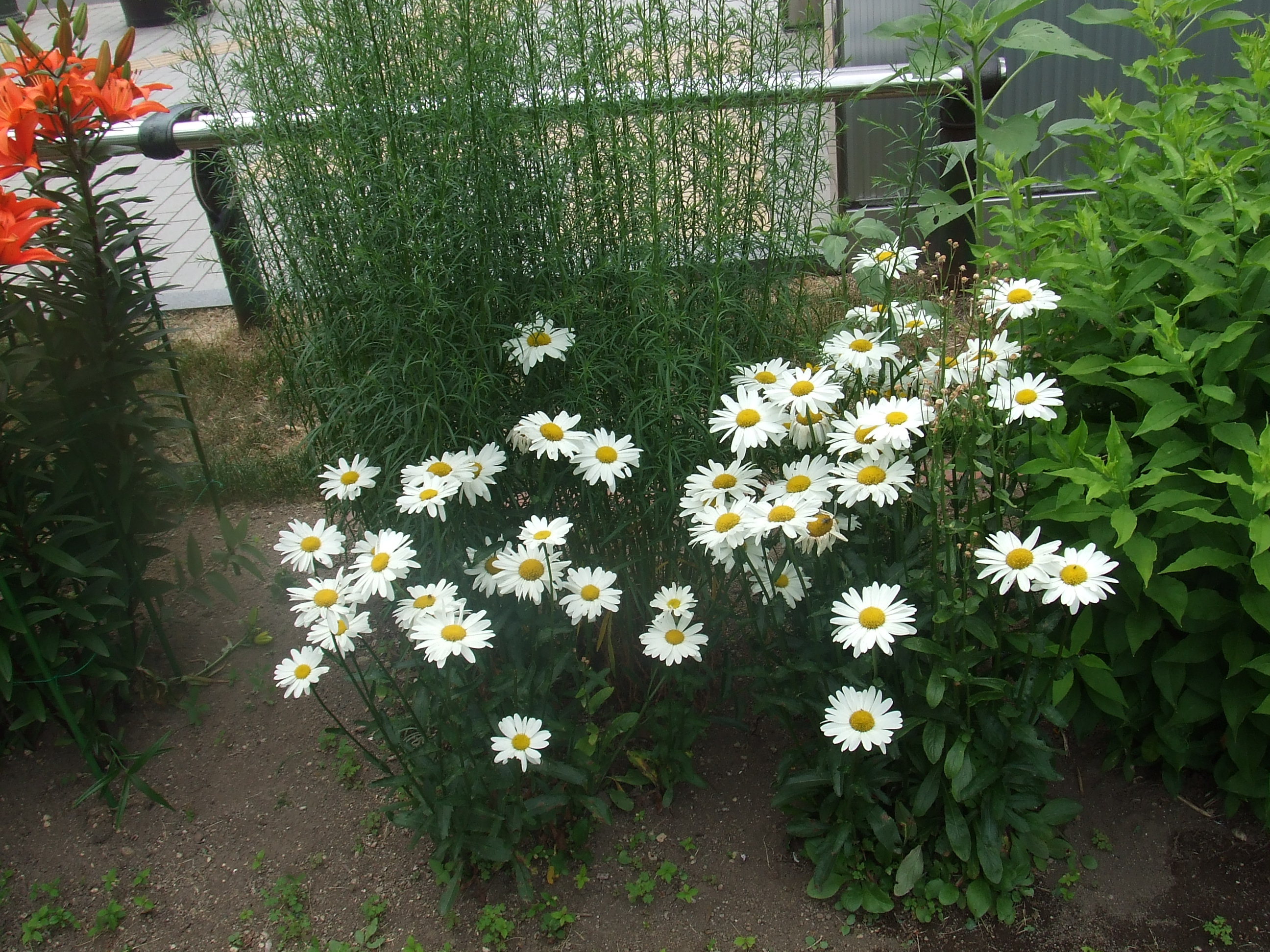 シャスターデージー