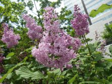 西3丁目メヌエット