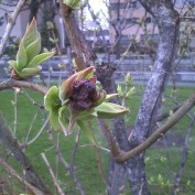 ライラックの芽