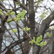 西7丁目のライラック白