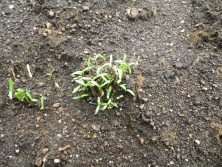 たねダンゴ発芽