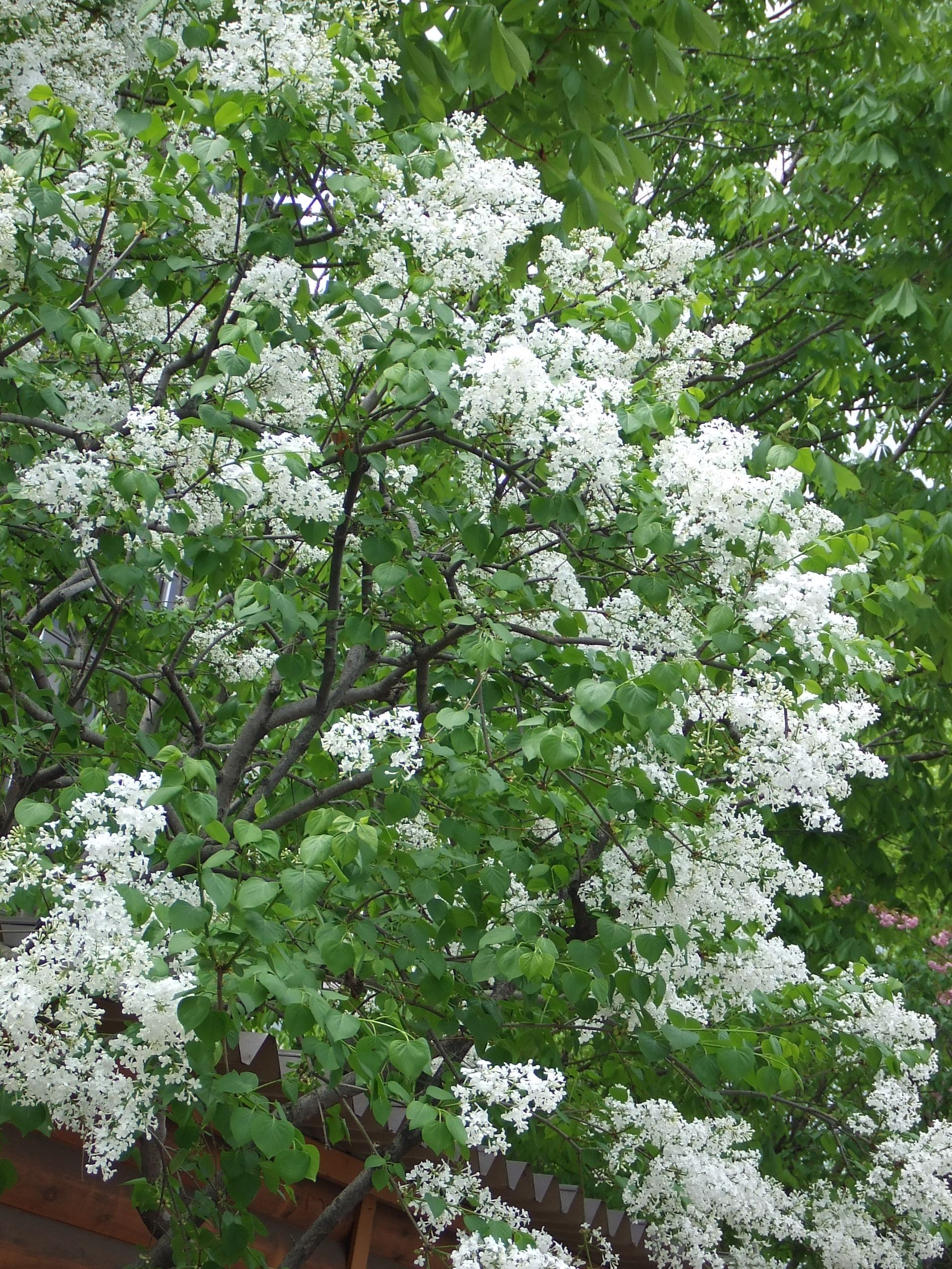 白のライラック