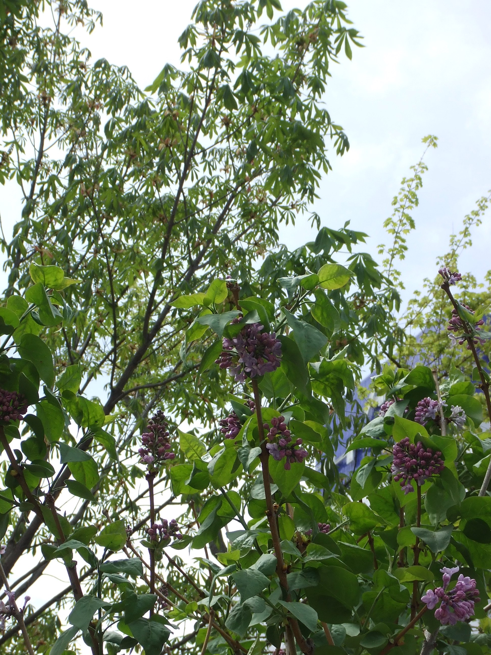 紫のライラック