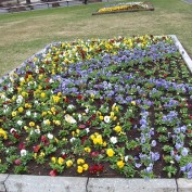 西７丁目の花壇