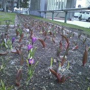 西2丁目ボーダー花壇