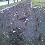 西5丁目ボーダー花壇