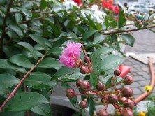 西7丁目サルスベリ