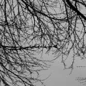 西３丁目のカツラ