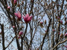 １２丁目シモクレン