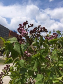 ２－３丁目のライラック