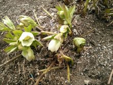 ３丁目クリスマスローズ