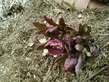 ３丁目クリスマスローズ２