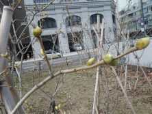 ４丁目北東ライラック