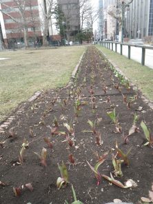 ５丁目ボーダーチューリップ