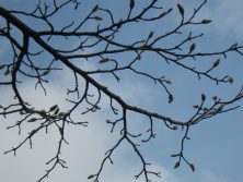 ７丁目北東キタコブシ